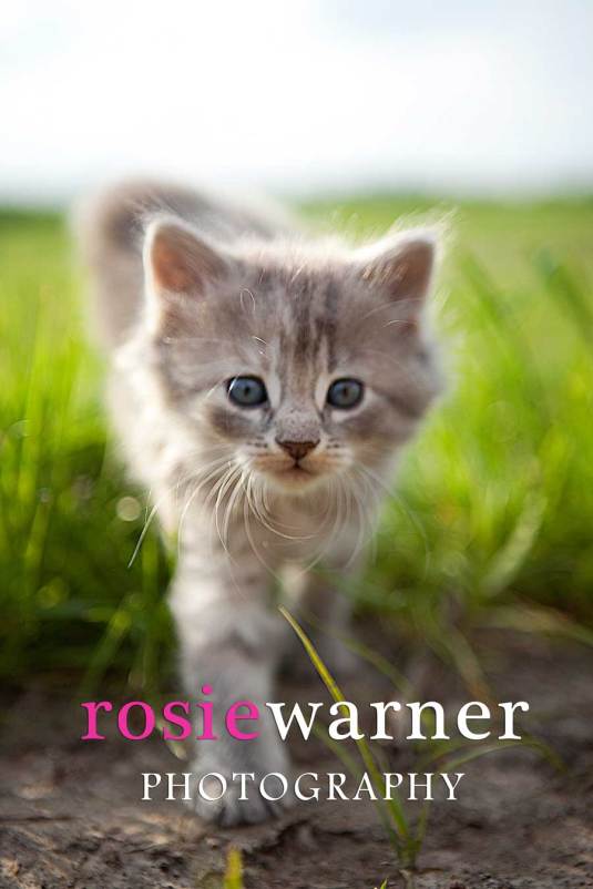 kittens, Rosie Warner Photography, animal Portraits