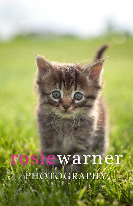 kittens, Rosie Warner Photography, animal Portraits